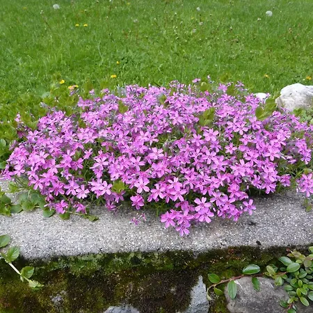 Apartament Nonna Carmen